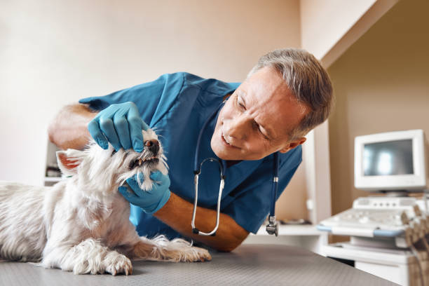 Best Same-Day Emergency Dental Services in Ketchum, ID